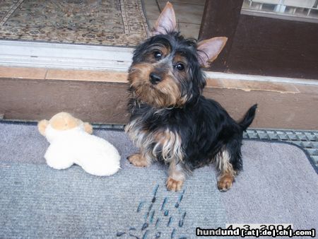 Australian Silky Terrier Cinderellas Silky