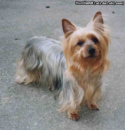 Australian Silky Terrier Silky Terrier Hündin