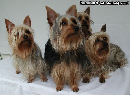 Australian Silky Terrier Silky, der elegante robuste Kleinhund, der ideale Wohnungshund