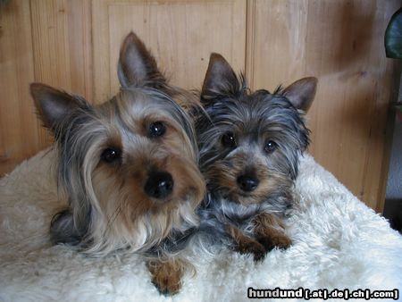 Australian Silky Terrier Jolly Flower of Flying Hair mit Happy