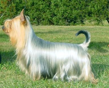 Australian Silky Terrier Australian Silky Terrier 