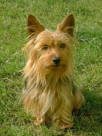 Australian Silky Terrier unser Blue  mit fast 4 Jahren