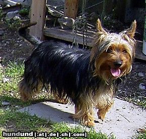 Australian Silky Terrier Hallo, ich bin Gina 1 Jahr alt