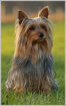 Australian Silky Terrier Rico