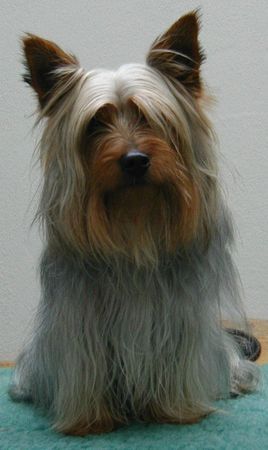 Australian Silky Terrier Sundays Spike vom Hoffmannseck (Silky-Rüde) ist ein lebhafter Silky-Rüde, der in Wiefelstede, bei einer 5-köpfigen Familie wohnt. Er ist ein superdupermegatoller Hund (Zitat: Herrchen Hanno) :-D :-)