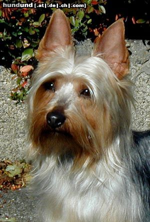 Australian Silky Terrier Australian Silky Terrier De Majolian Topaz