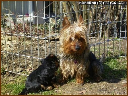 Australian Silky Terrier Gina & Evi