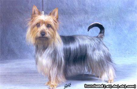 Australian Silky Terrier