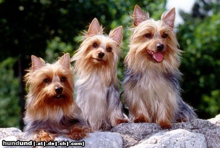 Australian Silky Terrier Buffy,Chili,Charly of Danubian Channel