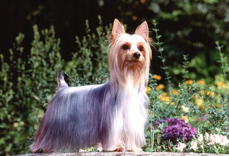 Australian Silky Terrier Multi Champion Chili Peper of Danubian Channel