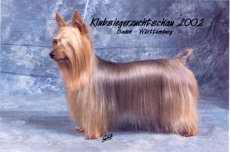 Australian Silky Terrier Chili Peper of Danubian Channel