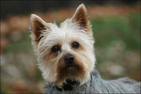 Australian Silky Terrier Australian Silky Terrier Funny