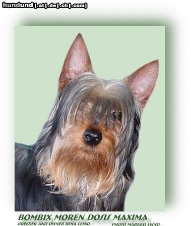 Australian Silky Terrier Bombix Moren Dosis Maxima Silkyterrier male 