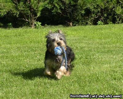 Australian Silky Terrier Cinderella Of Silky's Dream - Funny