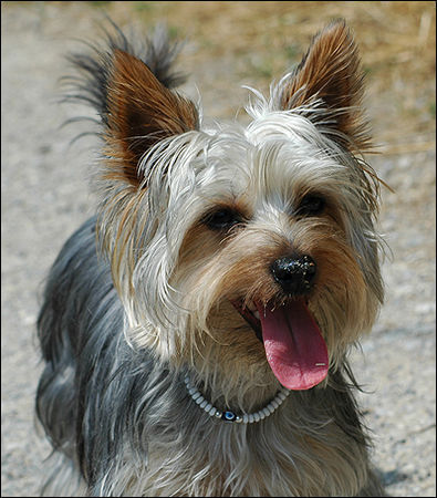 Australian Silky Terrier Schmutzfink