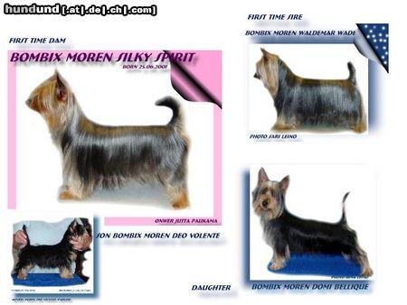 Australian Silky Terrier Bombix Moren Australian Silkyterrier litter 22.07.2003