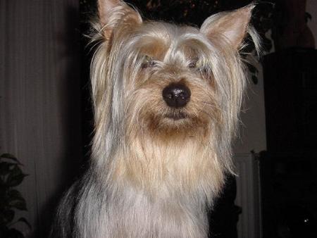 Australian Silky Terrier Elischa of Silky's Beautyfarm