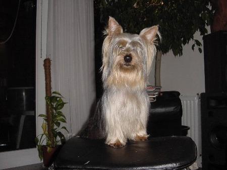 Australian Silky Terrier Elischa of Silky's Beautyfarm