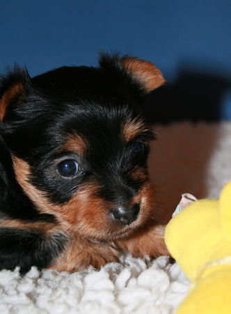 Australian Silky Terrier Welpe von Lion Queen of Flying Hair 