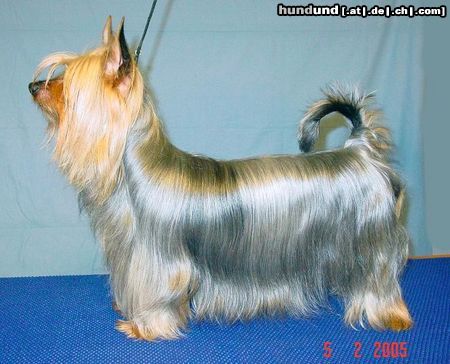 Australian Silky Terrier FIN CH  Bombix Moren Silky Spirit