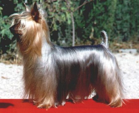 Australian Silky Terrier Bombix Moren Onnenjojo