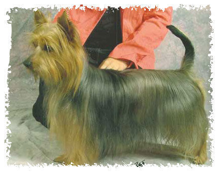 Australian Silky Terrier Ch. Alana of Silky`s Dream