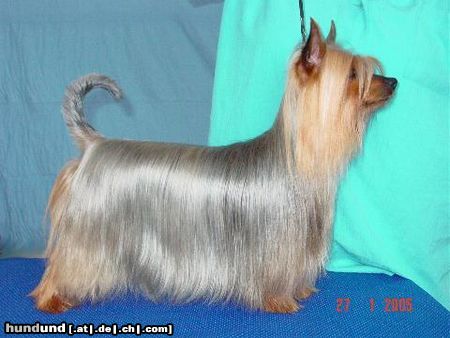 Australian Silky Terrier Multi CH Multi Winner Bombix Moren Par Nobis