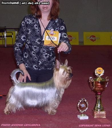 Australian Silky Terrier Bombix Moren Par Nobis Australian Silkyterrier