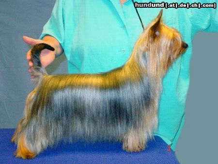 Australian Silky Terrier EST  CH  Bombix Moren Ex Improviso