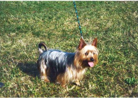 Australian Silky Terrier Schöne Grüsse aus Kulmbach