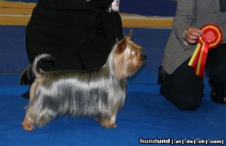 Australian Silky Terrier FIN,RUS,ESTJ CH,ESTJV-04,RKFV-05 Bombix Moren Ex Bona Fide Dam: MultiCh&MultiW Bombix Moren Par Nobis Sire: CZE&SVK CH Tawny Mist Opus One Owner: Hanna Pannimaa&Irma Leino