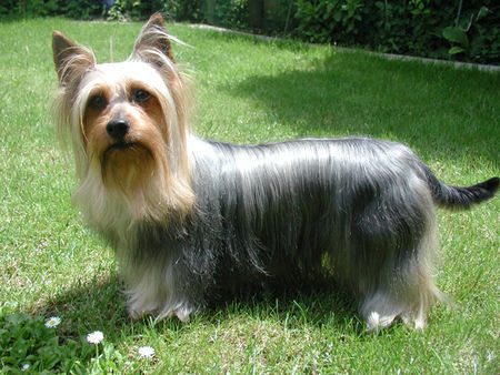 Australian Silky Terrier Jolly Flower of Flying Hair 