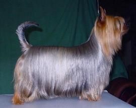 Australian Silky Terrier 1#SilkyTerrier female in Finland 2001