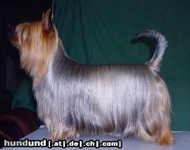 Australian Silky Terrier Best silky female in Finland 2001