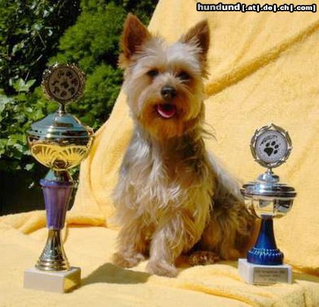 Australian Silky Terrier Cinderellas Pepsi naxch ihrem Agiliti Sieg