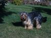 Australian Silky Terrier Hund