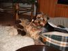 Australian Silky Terrier Hund