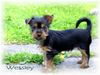 Australian Silky Terrier Hund