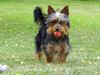 Australian Silky Terrier Hund