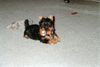 Australian Silky Terrier Hund