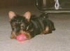 Australian Silky Terrier Hund