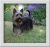 Australian Silky Terrier Hund