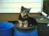 Australian Silky Terrier Hund