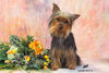 Australian Silky Terrier Hund