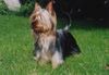 Australian Silky Terrier Hund