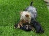 Australian Silky Terrier Hund