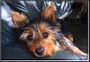 Australian Silky Terrier Hund