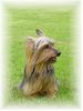 Australian Silky Terrier Hund