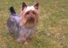 Australian Silky Terrier Hund