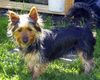 Australian Silky Terrier Hund